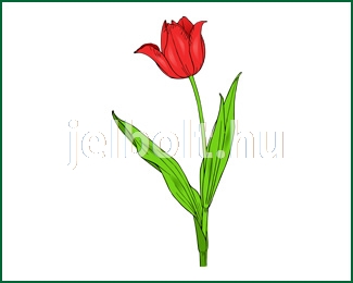 tulipan_02
