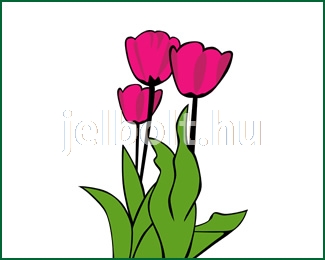tulipan_c0438