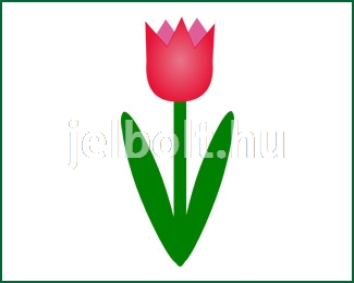 tulipan_c0440
