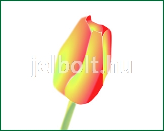 tulipan_c0441