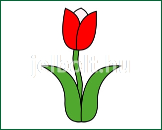 tulipan_c0834